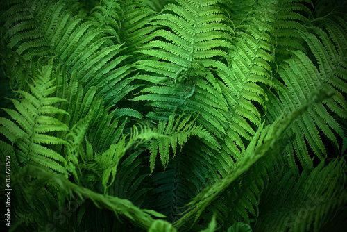 Midsummer Day background. Lush Green Ferns Close-up