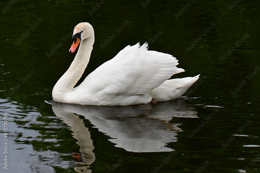 Naklejka premium Mute swan in river Nore, Kilkenny, Ireland
