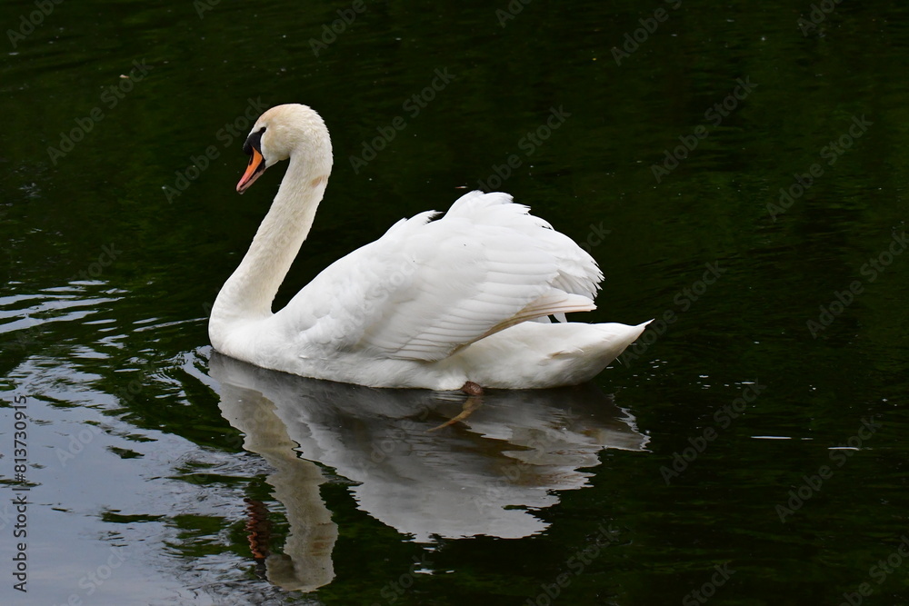 Fototapeta premium Mute swan in river Nore, Kilkenny, Ireland