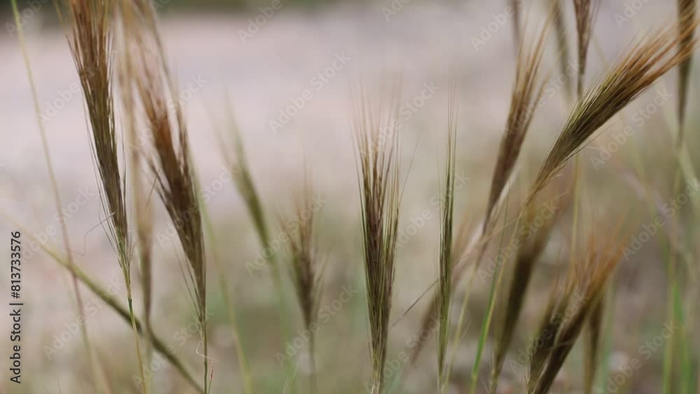 wind blowing grass at late afternoon wind blowing grass at late afternoon