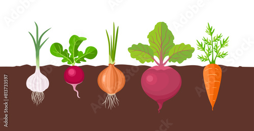 Root vegetable garden. Garlic, onion, carrot, beet and radish growing in soil. Vector cartoon flat illustration.