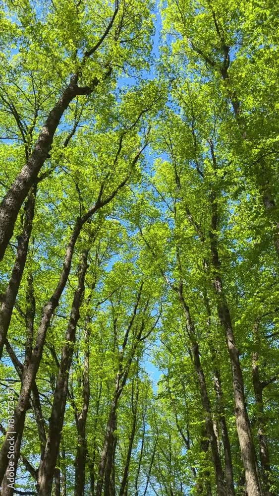 Green alley of tall trees in spring. Green young leaves against a blue sky in May. Green alley of tall trees in spring. Green young leaves against a blue sky in May.