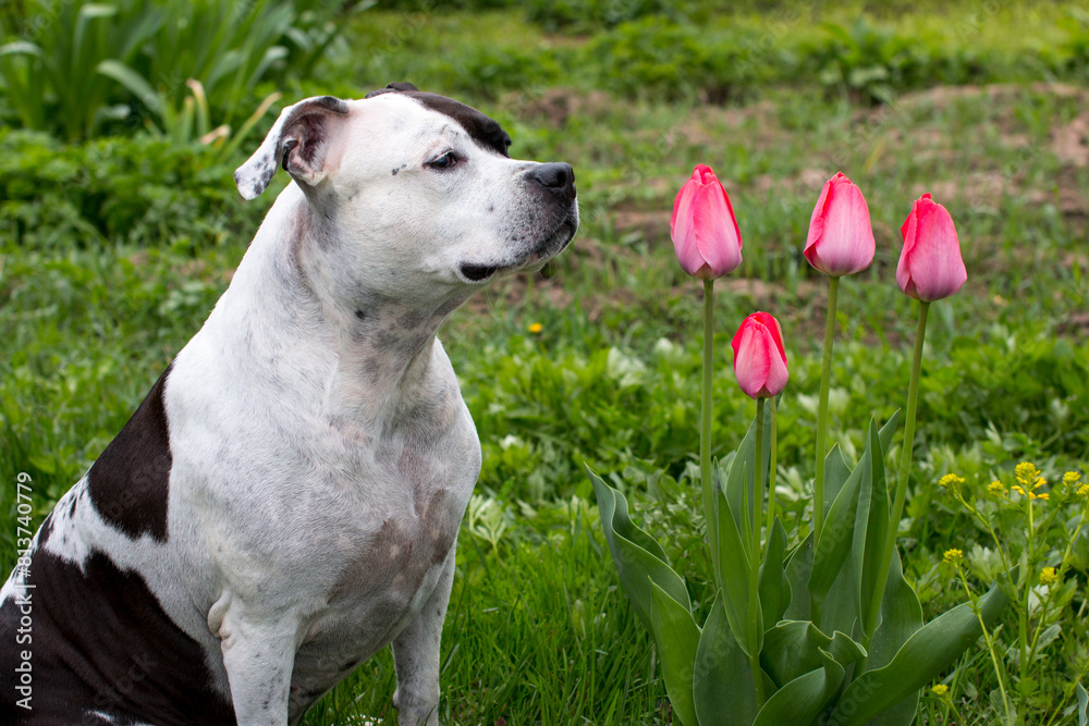 A fashionable black and white dog wearing sunglasses on a walk. American Staffordshire Terrier on a walk in the garden among flowers