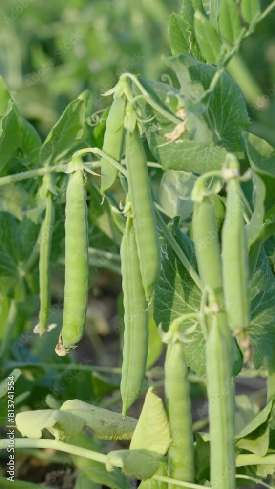 green pea pods on a pea plants in a garden. Growing peas outdoors green pea pods on a pea plants in a garden. Growing peas outdoors