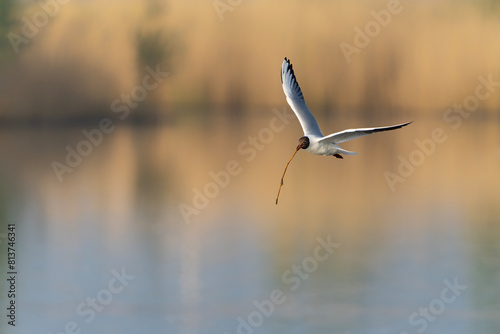  The black-headed gull (Chroicocephalus ridibundus) in flight , carrying a reed in its beak to build its nest. Gelderland in the Netherlands.                                   