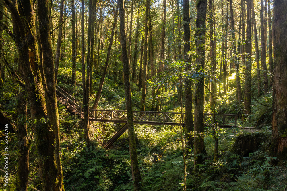 Fototapeta premium Beautiful fairytale-like forest. Alishan National Forest Recreation Area, Taiwan.