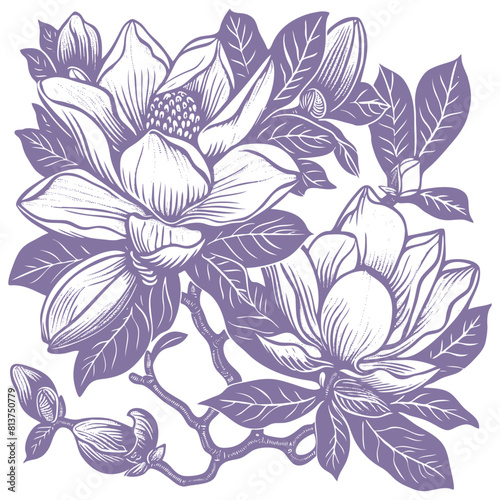 Blooming magnolia branch  Vector illustration