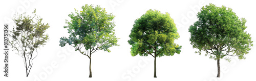 4 different realistic green trees on a white background, png.