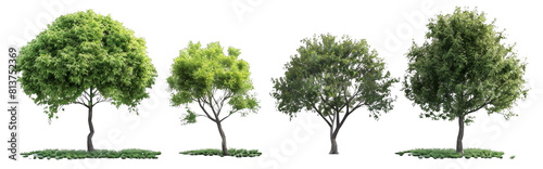 4 different realistic green trees on a white background  png.