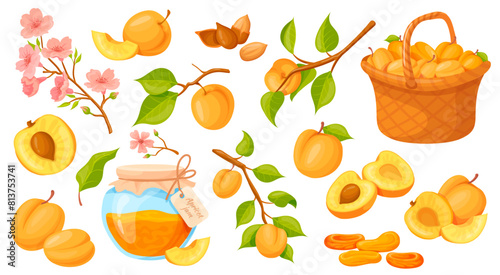 Cartoon apricots. Ripe apricot or peach in basket, fruit tree branch spring blossoms, juice nectarine twigs green leaf, cut orange fruits pieces, isolated neat vector illustration