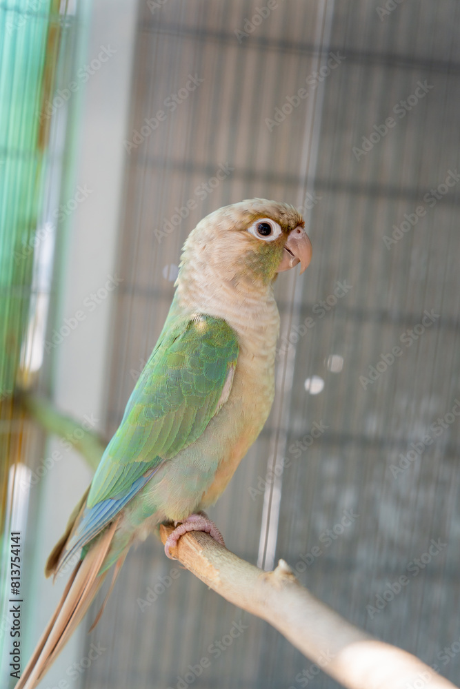 Obraz premium A beautiful lovebird perched on a branch against a blur background.
