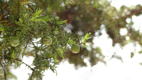 Juniperus oxycedrus (prickly juniper, cade juniper and cade (from French genevrier cade), sharp cedar) is species of juniper, native across Mediterranean region from Morocco and Portugal, France. photo