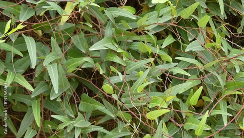 Hardenbergia violacea in pea family Fabaceae photo