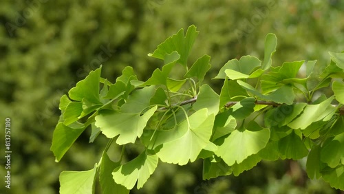 Ginkgo biloba, known as ginkgo, also spelled gingko, or as the maidenhair tree, is the only living species in the division Ginkgophyta, all others being extinct.