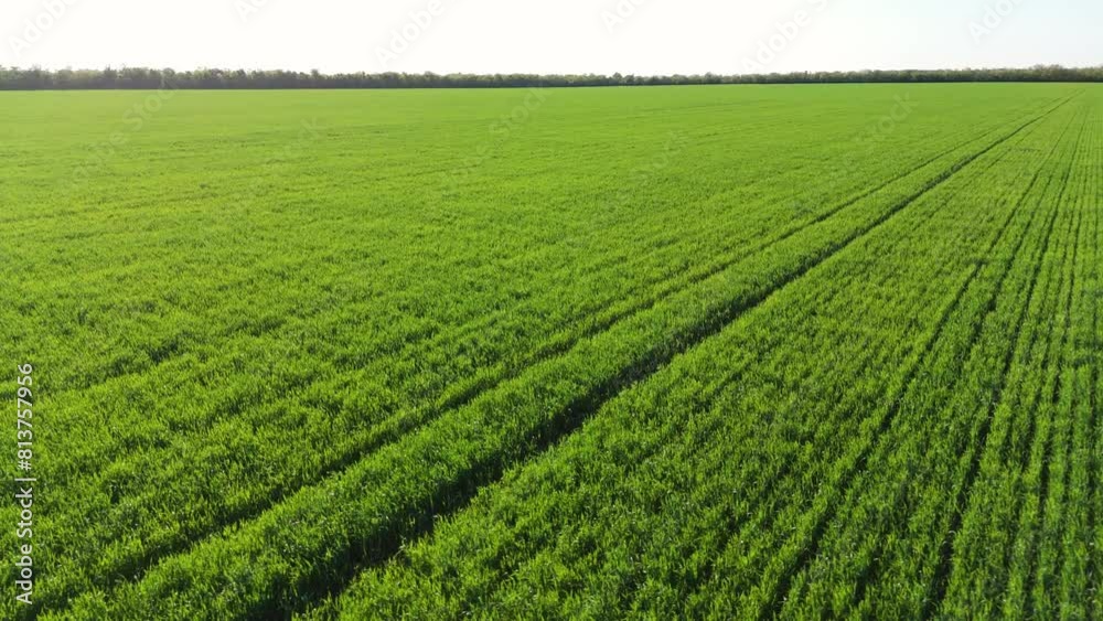 Rotating Aerial View of Young Wheat Field Rotating Aerial View of Young Wheat Field