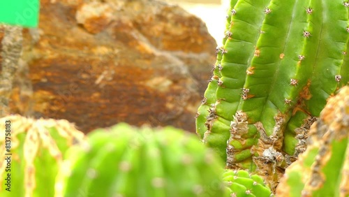 Echinopsis lageniformis (Trichocereus bridgesii) photo