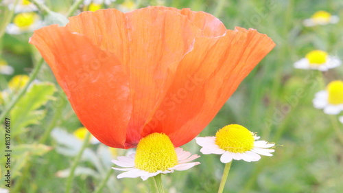 amapola con manzanilla junto al río llobregat, fondo escritorio, foto original sin filtros natural, fondo pantalla