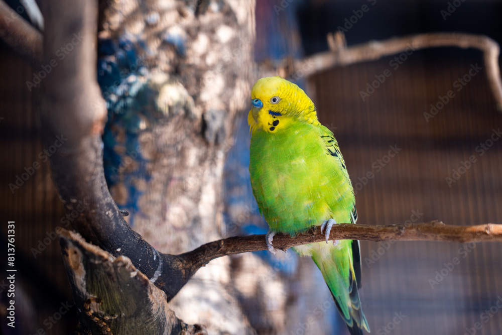 Cute green and Yellow budgie, budgie sits on a wooden stick.blur background Cute green and Yellow budgie, budgie sits on a wooden stick.blur background