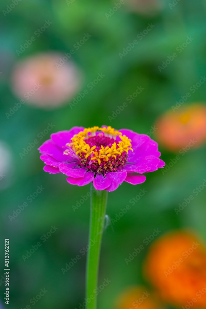 Blossom pink zinnia flower on a green background on a summer day macro photography. Blooming zinnia with pink petals close-up photo in summertime.
Blossom pink zinnia flower on a green background on a summer day macro photography. Blooming zinnia with pink petals close-up photo in summertime.