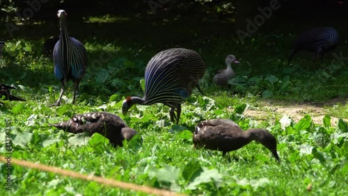 Vulturine guineafowl (Acryllium vulturinum) is the largest extant species of guineafowl. It is a member of the bird family Numididae, and is the only member of the genus Acryllium. photo