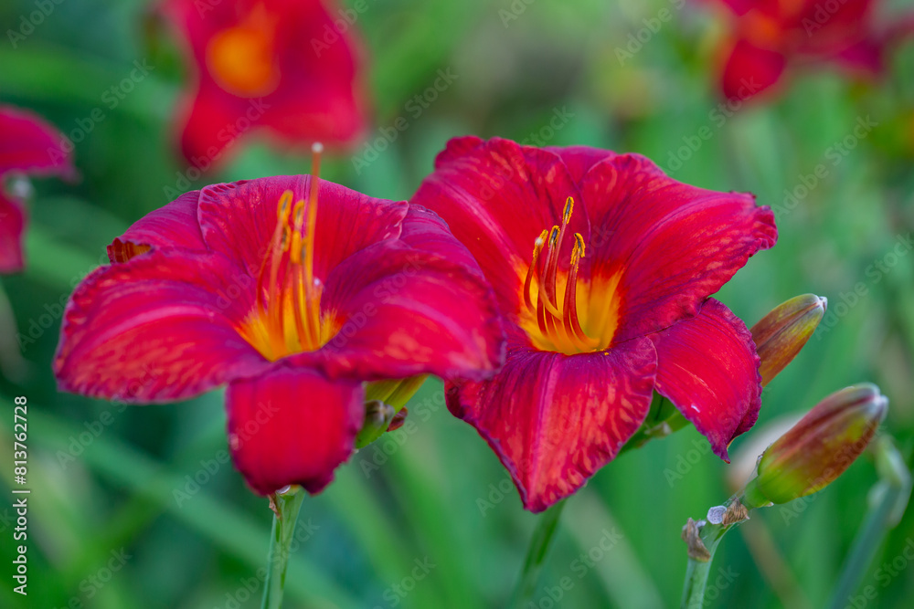 Blooming red lilies on a green background on a summer sunny day macro photography. Garden lillies with bright pink petals in summertime, close-up photography.
Blooming red lilies on a green background on a summer sunny day macro photography. Garden lillies with bright pink petals in summertime, close-up photography.