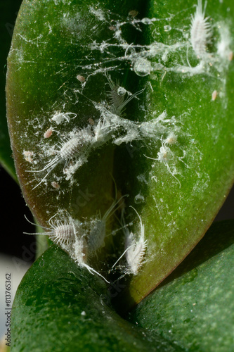 Leaf of orchids damaged by mealybugs, spider webs, close-up. Orchids are damaged by dangerous pests that feed on plant juices and cause great harm to them. Pseudococcus longispinus, Vertical. photo