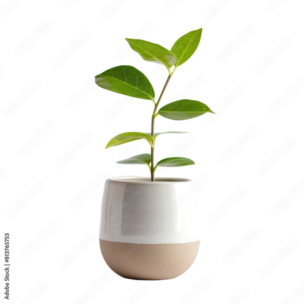 House Indoor Plant in a white Pot House Indoor Plant in a white Pot