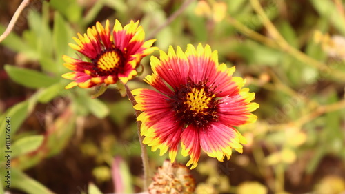 nueva colección, flor de vilanova i la geltru con colores vivos, fondo pantalla, fondo escritorio, foto original sin maquillar