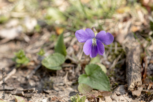 Wild purple violet blooming on the ground in early spring. 