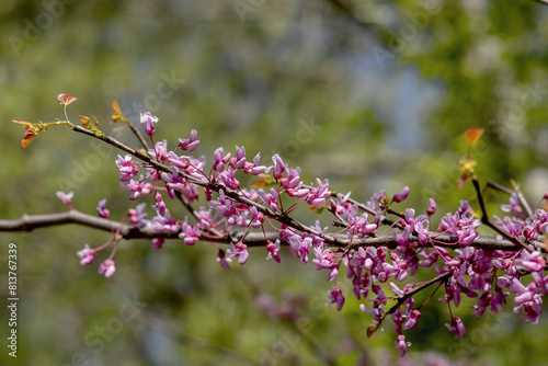 Blooming redbud trees in springtime with blurred green leaf background, close up photo