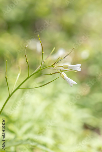 Closeup of small white wildflowers blooming in the springtime with a light green blurred background. 