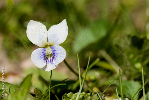White wild violet blooming in an Iowa woodland, close up photo