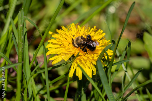 Bee on a yellow dandelion flower in the spring, closeup photo. 