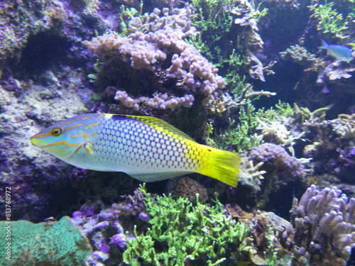 Poissons dans un aquarium