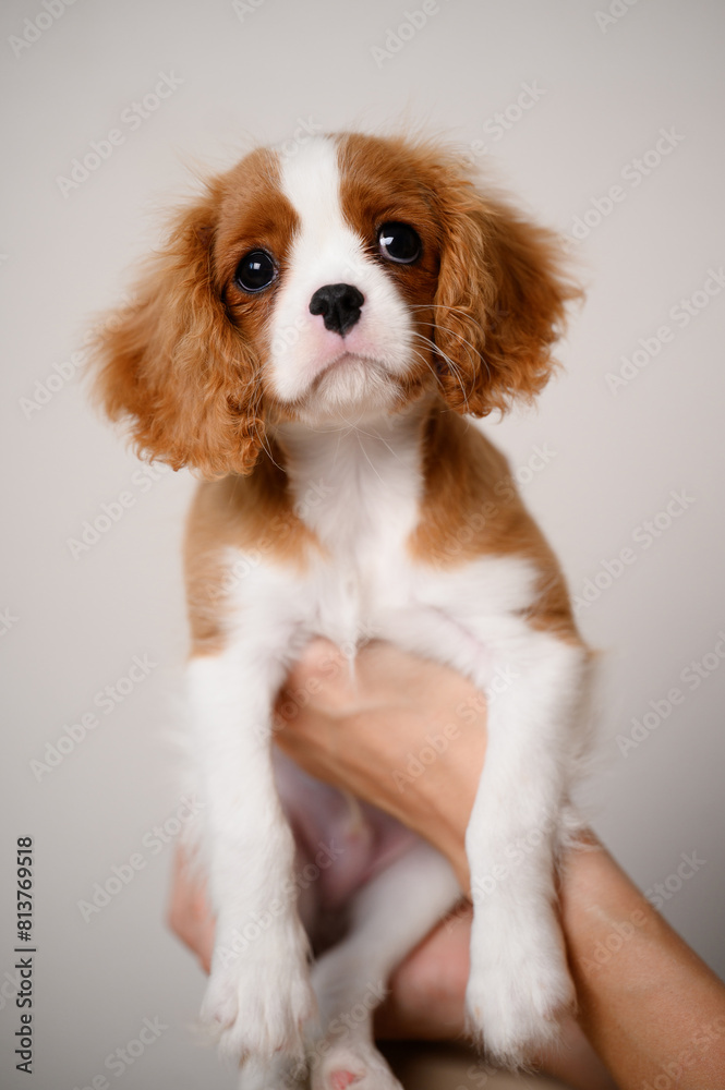 Woman holding cute Cavalier King Charles Spaniel puppy in her arms. Concept of love, caring for animals, foster dog at home. Vertical