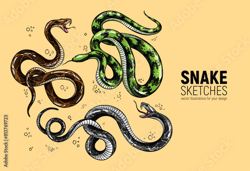 Set of hand-drawn snake sketches. Sketch, design, template for posters, prints, stickers and other printing photo