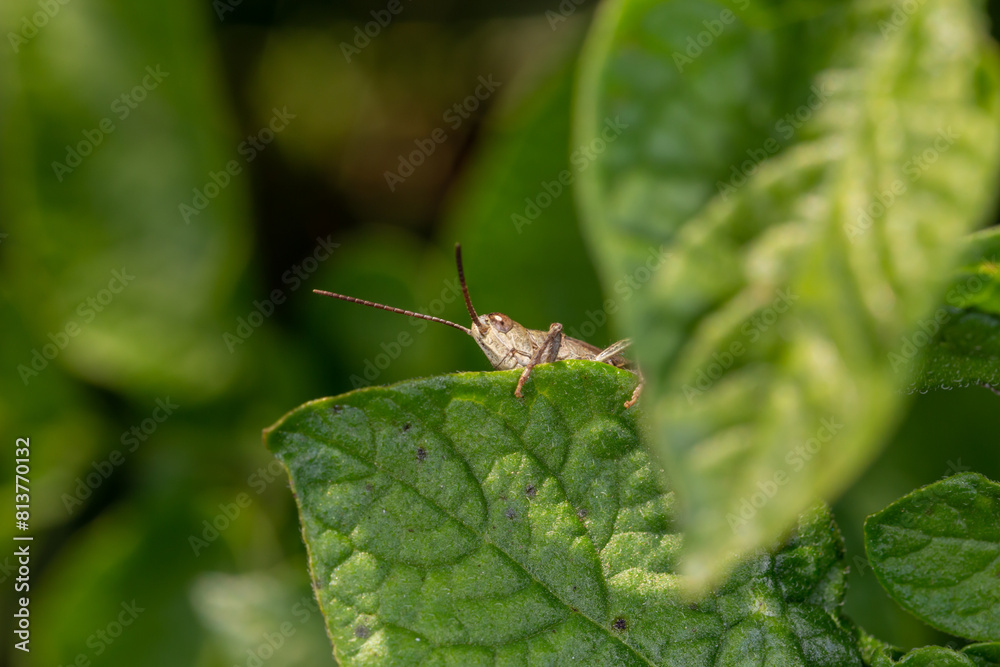 Common field grasshoper sitting on a green leaf macro photography in summertime. Common field grasshopper sitting on a plant in summer day close-up photo. Macro insect on a green background. Common field grasshoper sitting on a green leaf macro photography in summertime. Common field grasshopper sitting on a plant in summer day close-up photo. Macro insect on a green background.