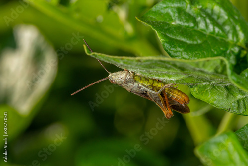 Common field grasshoper sitting on a green leaf macro photography in summertime. Common field grasshopper sitting on a plant in summer day close-up photo. Macro insect on a green background. photo