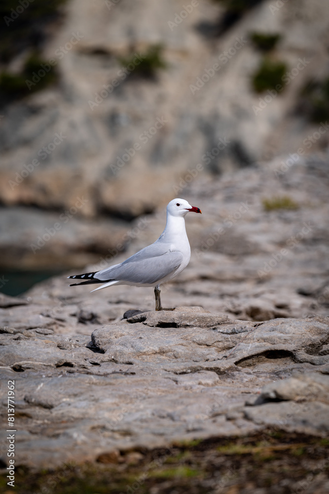 seagull at the cliffs in Banyalbufar in mallorca on a sunny windy day in summertime seagull at the cliffs in Banyalbufar in mallorca on a sunny windy day in summertime