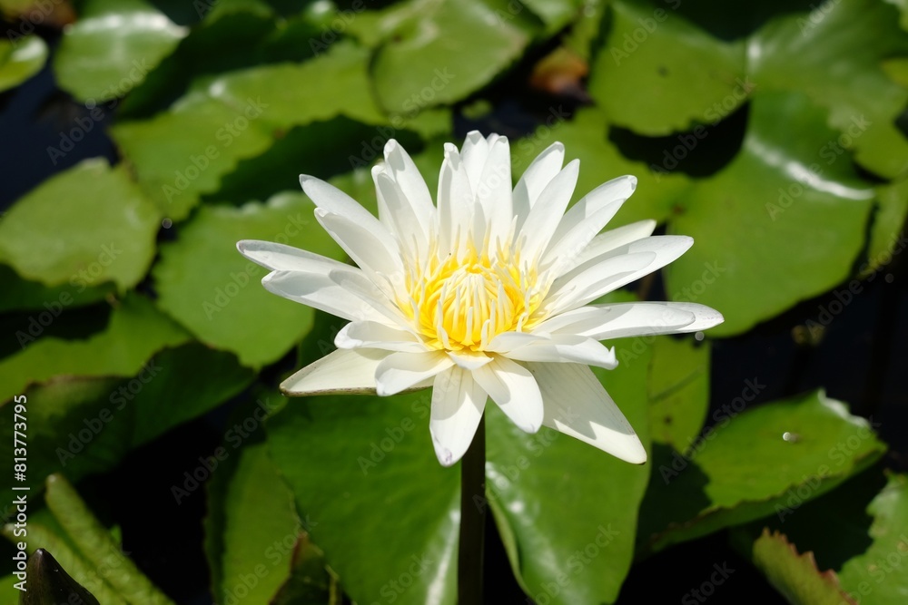Beautiful white lotus in the pond Beautiful white lotus in the pond