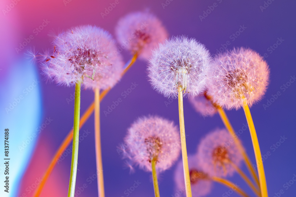 Spring flower, dandelion. On a colorful background Spring flower, dandelion. On a colorful background