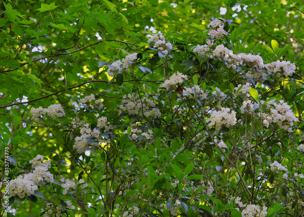 A blooming mountain laurel shrub with many flower clusters. Also called Kalmia latifolia. A flowering shrub native to eastern North America. Found near a river in middle Tennessee. A blooming mountain laurel shrub with many flower clusters. Also called Kalmia latifolia. A flowering shrub native to eastern North America. Found near a river in middle Tennessee.