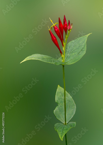 A single stem of Indian pink with vibrant red flowers and buds isolated on a blurred green background. Also known as pinkroot, Spigelia marilandica, is native to moist woods in eastern north America.