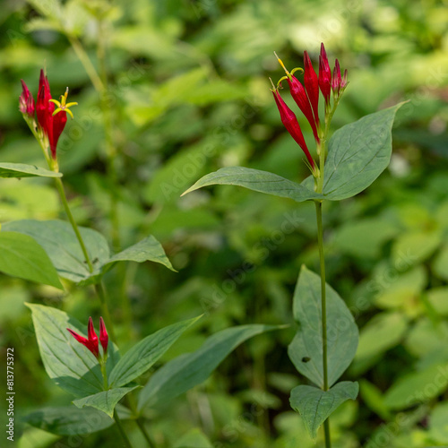 Pretty clusters of Indian pink flowers and buds. Spigelia marilandica is a native plant often cultivated for gardens. Vertical.
