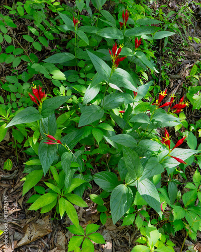 A large clump of Indian Pink flowers and foliage in the wild. Also called Pink Root, Spigelia marilandica is native to moist woods in eastern north America. Photographed in middle Tennessee.