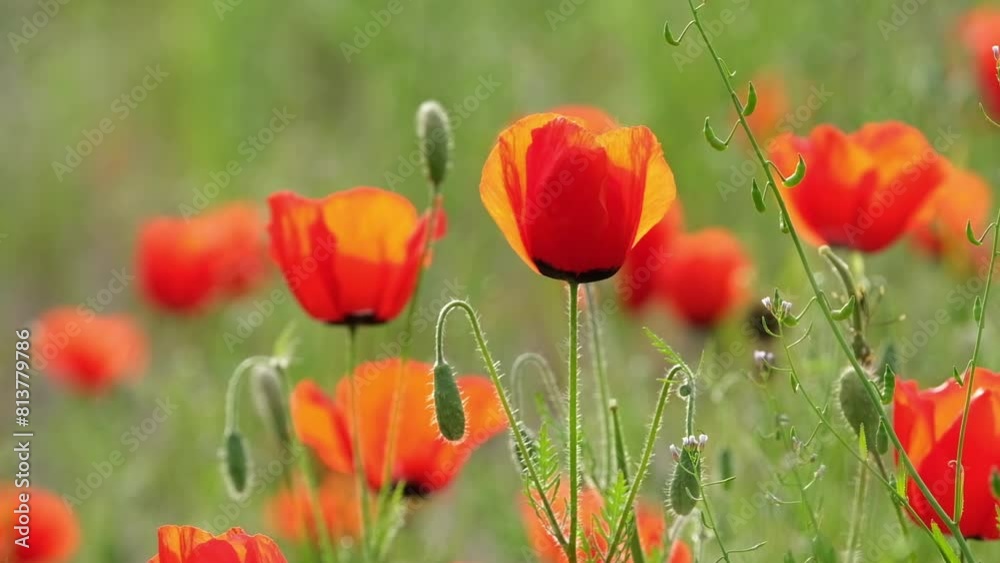 Beautiful red buds of poppies flowers in a green spring field Beautiful red buds of poppies flowers in a green spring field