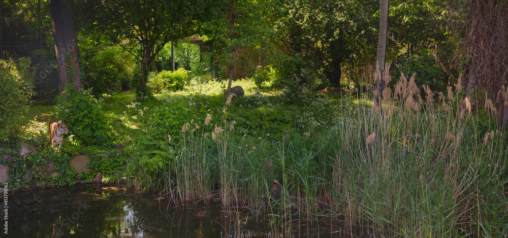 Fototapeta premium Bengal tiger in his enclosure