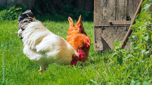 Hens walking in the yard