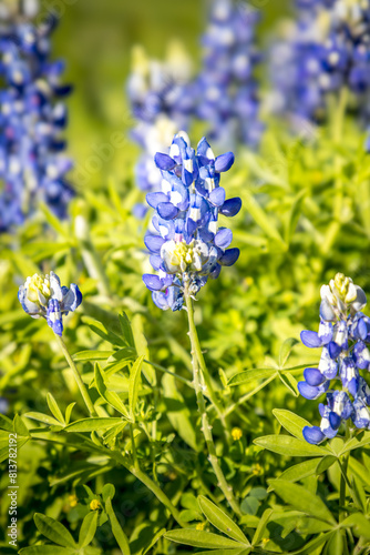 Blue bonnets in a lush green meadow  springtime in Texas