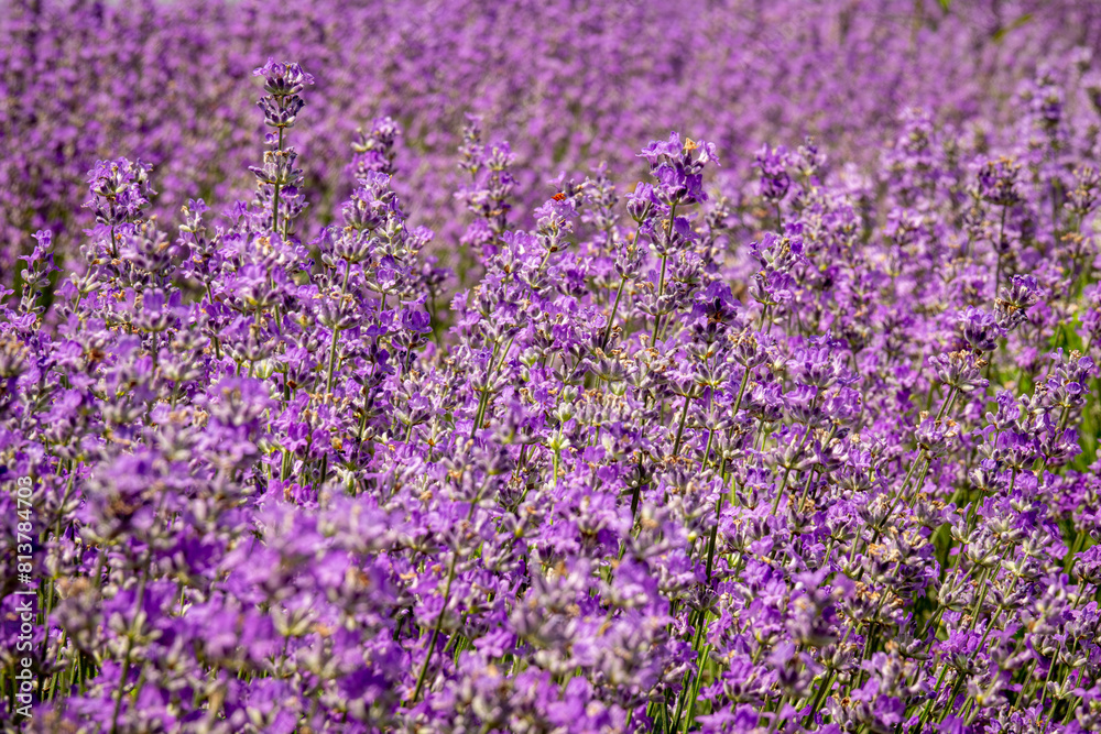 Fototapeta premium Close up lavender bushes. Flowers of lavandula.